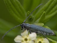 Dichtpunktierter Walzenhalsbock